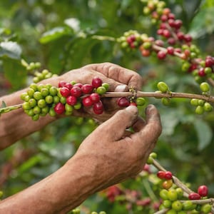 Peru San Ignacio Coopafsi Specialty Coffee | Organic Medium Roast | Fair Trade Arabica | Rich Flavor & Aroma