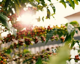Mayan Decaf Coffee: Swiss Water Process, Organic, Smooth Flavor