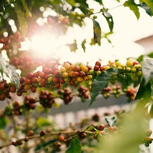Hawaiian Kona Extra Fancy Specialty Coffee | Gourmet & Smooth Blend | Freshly Roasted | Ideal Gift for Coffee Lovers