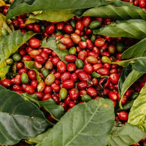 Puede incluir: Primer plano de granos de caf&eacute; rojos y verdes anidados entre exuberantes hojas verdes. Los granos est&aacute;n maduros y listos para la cosecha.