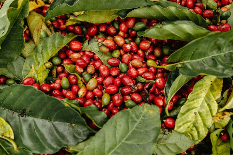 Puede incluir: Primer plano de granos de caf&eacute; rojos y verdes anidados entre exuberantes hojas verdes. Los granos est&aacute;n maduros y listos para la cosecha.