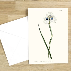 Juego de tarjetas de felicitación con flores botánicas: "Iris Pavonia o Iris pavo real", publicada originalmente en 1792 (blanco natural)