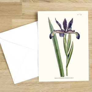 Conjunto de cartões de felicitações com flores botânicas: Iris spuria ou Iris espúria Cartão em branco com flores (branco natural)