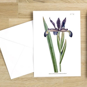 Conjunto de cartões de felicitações com flores botânicas: Iris spuria ou Iris espúria Cartão em branco com flores (branco brilhante)