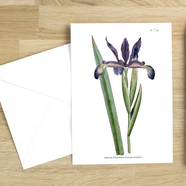 Botanical Flower Greeting Cards Set: Iris spuria or Spurious Iris Blank notecard with flowers (bright white)