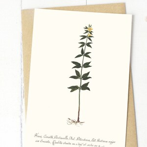 Vintage Floral Greeting Card:  Blank Cards with Envelopes, Antique Stationary, 19th Century Botanical Notecards