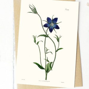 Botanical Flower Greeting Cards Set with envelopes:  Blue Pollini's Bell Flower originally published in 1825