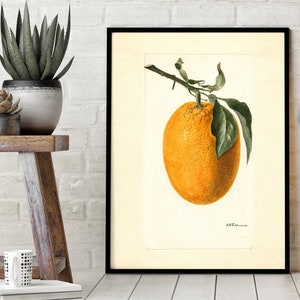 Orange Fruit Art: Vintage  Kitchen and Home Decor, Farmhouse Wall Hanging, Published in 1896