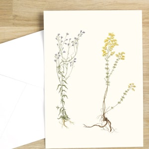 Cartes de voeux botaniques : oeuvres d'un artiste français anonyme du XIXe siècle