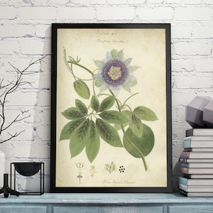 Vintage and Elegant Botanical Print:  Passiflora Coruloa or Passion Flower originally published in 1826