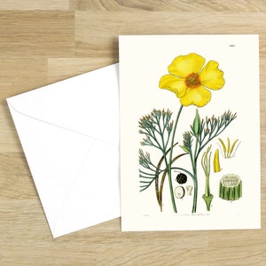Greeting Cards with envelopes: California Poppy (natural white)