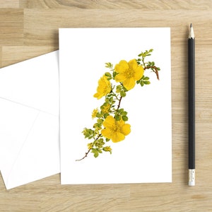 Greeting Card:  Rosa Fendleri (Bright white) yellow rose blank note cards