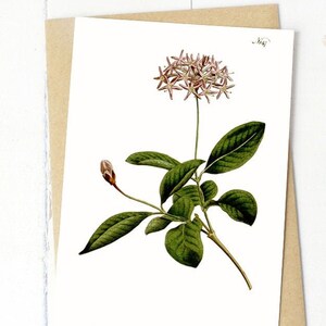 Lot de cartes de voeux fleurs botaniques : « Dais cotinifolia or Cotinus-leav'd Dais » publié à l'origine à Londres en 1792 (blanc brillant)