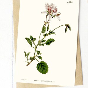 Set wenskaarten voor botanische bloemen: pelargoniumbetulinum of berkenblad, oorspronkelijk gepubliceerd in 1792 (natuurlijk wit)