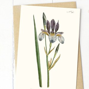 Conjunto de cartões de felicitações com flores botânicas: Iris sibirica ou íris siberiana Cartão em branco com flores (branco natural)