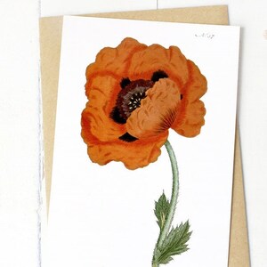 Ensemble de cartes de voeux fleurs botaniques : Papaver orientale ou pavot de l'Est carte pour lettres vierge avec fleurs (blanc brillant)