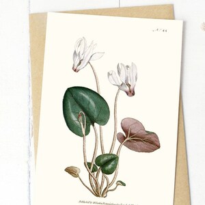 Ensemble de cartes de voeux fleurs botaniques : « Cyclamen persicum ou cyclamen persan » publié 1788 Carte pour lettres vierge avec fleurs Carte-cadeau