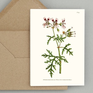 Zestaw kartek z botanicznymi kwiatami: Geranium Radula lub Rasp-Leav'd Geranium pierwotnie opublikowany w 1790 r. (naturalna biel)