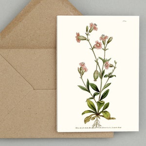 Ensemble de cartes de voeux fleurs botaniques : Silene pendula ou silène pendulaire publié à l'origine à Londres en 1791 (blanc naturel)
