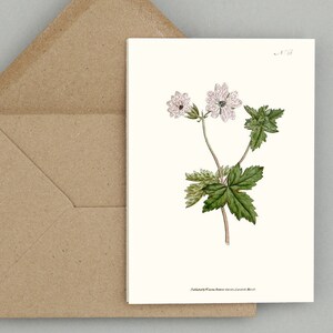 Ensemble de cartes de voeux fleurs botaniques : géranium striatum ou géranium rayé carte pour lettres vierge avec fleurs (blanc naturel)
