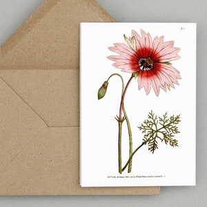 "Blumen Grußkarten Set: ""Monsonia Speciosa oder Large-flower'd Monsonia"" 1790"