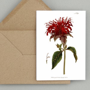 Ensemble de cartes de voeux fleurs botaniques : « Monarda Fistulosa ou var. Crimson Monarda » publié à l'origine à Londres en 1792 (blanc brillant)