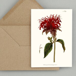 Ensemble de cartes de voeux fleurs botaniques : « Monarda Fistulosa ou var. Crimson Monarda » publié à l'origine à Londres en 1792 (blanc naturel)