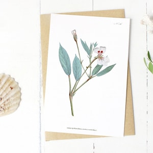 Lot de cartes de voeux fleurs botaniques : géranium lanceolatum ou géranium à feuilles de lancette carte pour lettres vierge avec fleurs (blanc naturel)