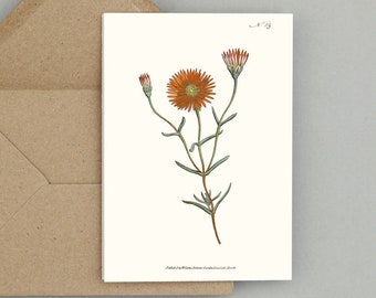 Botanical Flower Greeting Cards Set: Mesembryanthemum bicolorum or Two-Coloured Fig-Marigold Blank notecard with flowers (natural white)