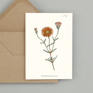 Botanical Flower Greeting Cards Set: Mesembryanthemum bicolorum or Two-Coloured Fig-Marigold Blank notecard with flowers (natural white)
