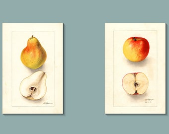 Apple And Pear Print Etsy