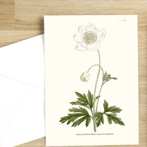 Botanical Flower Greeting Cards Set: Anemone silvestris or Snowdrop Anemony Blank notecard with flowers natural white image 1
