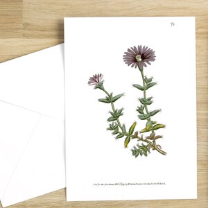 Botanical Flower Greeting Cards Set: Mesembryanthemum barbatum or Bearded Fig-Marigold Blank notecard with flowers (bright white)
