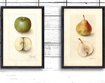 Apple And Pear Print Etsy