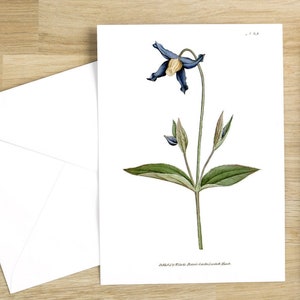 Botanical Flower Greeting Cards Set: Clematis integrifolia or Entire-Leaved Clematis notecard with flowers (bright white)
