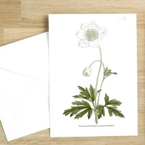 Ensemble de cartes de voeux fleurs botaniques : anemone silvestris ou perce-neige anémone carte pour lettres vierge avec fleurs (blanc brillant)