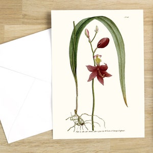 Set wenskaarten met botanische bloemen: Limodorum tuberosum of limodorum met knolwortel, oorspronkelijk gepubliceerd in Londen in 1791 (natuurlijk wit)
