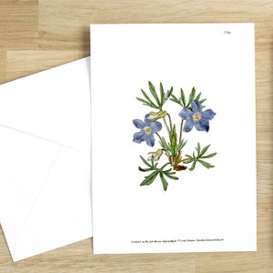 Cartão de felicitações vintage com flores botânicas: Ilustração de "Viola Pedata ou Violeta com folhas cortadas" de 1790 (branco brilhante)