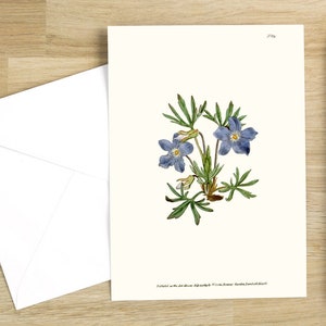Conjunto de cartões de felicitações com flores botânicas: Viola Pedata ou Violeta com folhas cortadas, publicado originalmente em 1790 (branco natural)