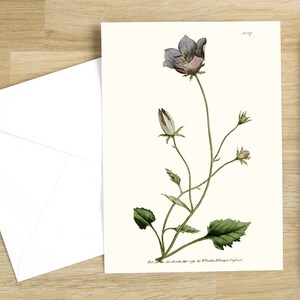 Lot de cartes de voeux fleurs botaniques : Campanula carpatica ou campanule des Carpates publiée à l'origine à Londres en 1791 (blanc naturel)