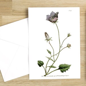 Lot de cartes de voeux fleurs botaniques : Campanula carpatica ou campanule des Carpates initialement publiée à Londres en 1791 (blanc brillant)