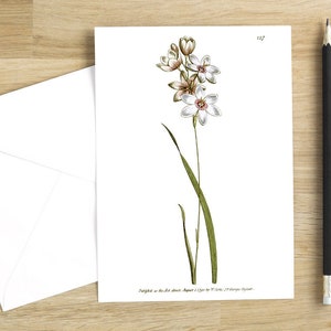 Botanische Blumen Grußkarten Set: Ixia flexuosa oder Bending-Stalk'd Ixia printed in 1791 (bright white)