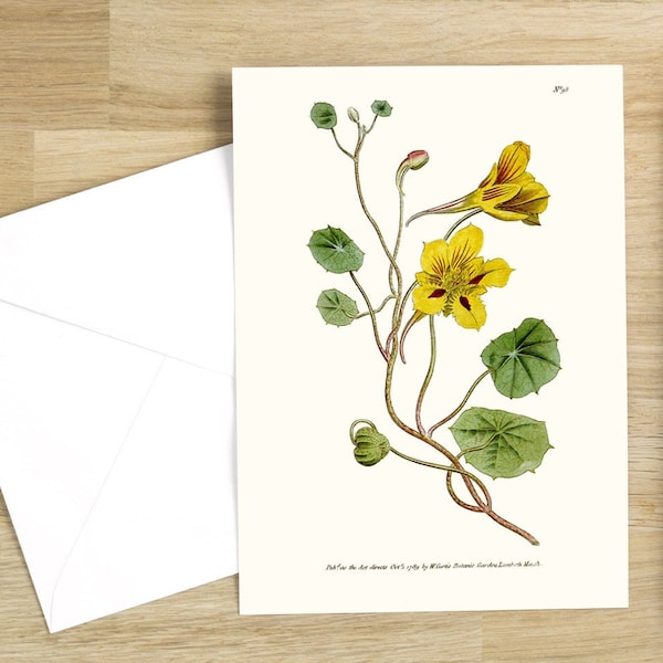 Botanical Flower Greeting Cards Set:  Tropæolum Minus or Small Tropæolus, or Indian-cress originally published in 1790 (natural white)