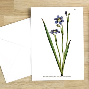 Botanical Flower Greeting Card Set: 1790 Iris-Leav&#39;d Sisyrinchium