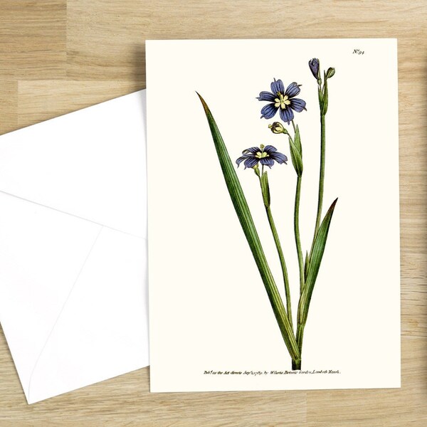 Elegant Botanical Flower Greeting Cards Set:  Purple flower (Sisyrinchium Iridioides or Iris-Leav'd Sisyrinchium) published in 1790