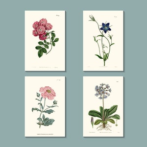 Botanisches Grußkarten Set: Lila/blaue und rosa Blumenkarten, die ursprünglich zwischen den 1790s & 1850s in London veröffentlicht wurden (natürliches weiß)