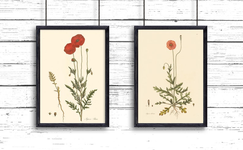 Vintage botanical prints:  Poppies Papaver rhoeas and Papaver dubium originally published in 1775 (set of two) 