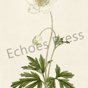 Botanical Flower Greeting Cards Set: Anemone silvestris or Snowdrop Anemony Blank notecard with flowers natural white image 2