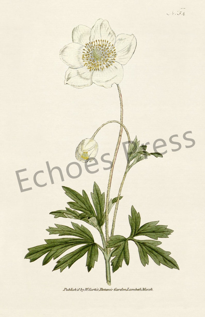 Botanical Flower Greeting Cards Set: Anemone silvestris or Snowdrop Anemony Blank notecard with flowers natural white image 2