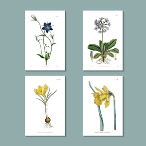 Botanisches Grußkarten Set: Lila/blaue und gelbe Blumenkarten, die ursprünglich zwischen den 1790er & 1850er Jahren in London veröffentlicht wurden (hellweiß)